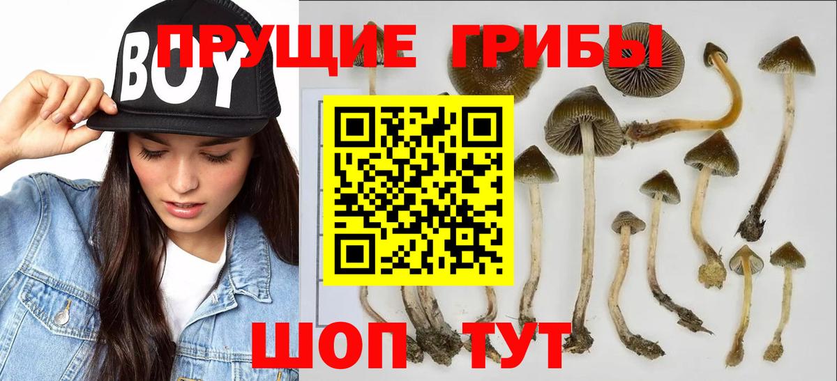 Новодвинск  Псилоцибиновые грибы Psilocybine cubensis  Вход с VPN 
